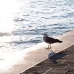 12534647_191101924582195_1250696313_a