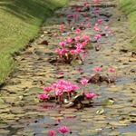 917820_1564712293820651_191001042_a