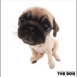 11024102_715940445185385_2087006132_a