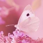 12062995_753611208100276_1710122941_a