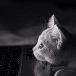 12081122_971767722884918_1774769026_a