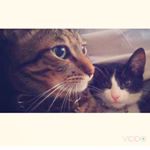 10995160_571607489670519_81619742_a