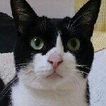 917605_652969134776736_1288704576_a