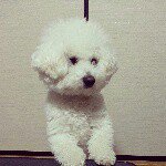 11311889_947227508631270_896791704_a