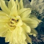 11856765_1686680804901647_459729934_a