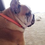 11848953_1634768283466499_1581932986_a