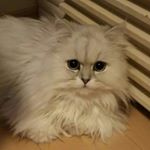 11265222_558422437667138_529465441_a