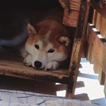 12523550_1081635008570655_583542785_a