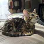 12142209_1056157877730578_1399454450_a