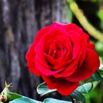 12142064_1682832311932702_24892032_a