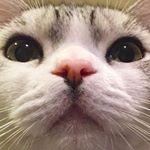 12237069_1691881201048230_188097711_a