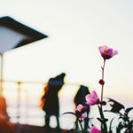 12558464_1703744999905379_1843243850_a