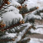 12523582_768911736572163_363443981_a