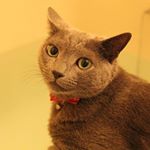 12749786_490230347815616_1340970810_a