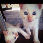 11325340_1601137936837995_1523057893_a