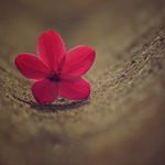 11352136_1748898635337668_1562952806_a