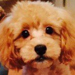 12747838_1553398241637895_850962569_a