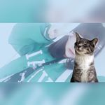 12677682_1516998031936857_2022501533_a