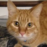 10666231_419523478216208_1891605388_a