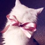 11899477_1585059811819613_1678234354_a