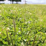 11313601_826821704082804_1977138300_a