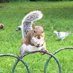 11262883_1495192070773291_1945432891_a