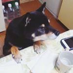 12677295_860640094035325_1813832583_a