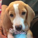 12317350_949644105108735_100199845_a