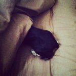 11017626_895866310457257_1022469664_a