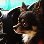 12106204_901151149975231_47277442_a