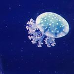 11337208_1437537859906289_1281055418_a