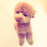 10809524_383160641844071_2055438234_a