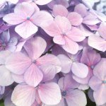 11379010_1619772698263596_670765002_a