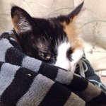 10723824_553803888053522_916137984_a