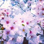 12728515_1571484519841381_719339719_a