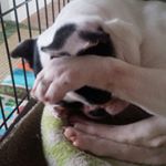 12747699_603695603126562_352052626_a