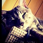 12356532_1260483633969215_2061756516_a