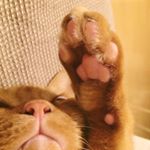 12523702_159661461070186_1524663500_a