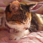 1390400_810831425633215_1611085704_a