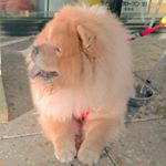 12534356_1557762077875709_75766614_a