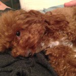 11371136_474118299414664_1199961221_a