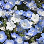 12479334_148287298877805_8733250_a