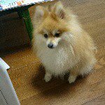 11355052_636611166474936_1427381527_a