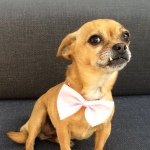 11848892_1646374338942825_259800873_a