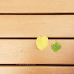 923726_509643709189276_709353231_a