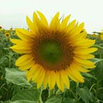 12144223_515137708661593_1318474854_a