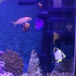 12749872_1689555707983561_1242042097_a