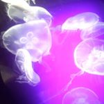 11375389_961177660612291_1131262082_a