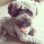 11426661_1602072230056835_2025645976_a