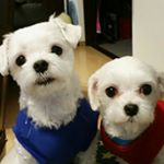 12725073_823770637768766_1353147242_a